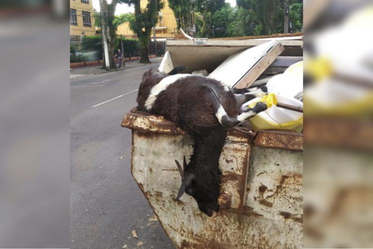 Bode é encontrado morto dentro de contêiner em Belém