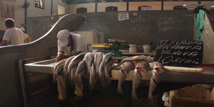 Comerciantes-reclamam-das-dificuldades-que-vem-enfrentando-na-venda-de-peixes-apos-Belem-registrar-o-primeiro-caso-da-Sindrome-de-Haff-mais-conhecida-como-doenca-da-urina-preta
