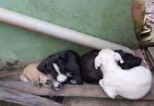 Secretaria Municipal de Saúde de Moju divulga os dados sobre vacinação antirrábica