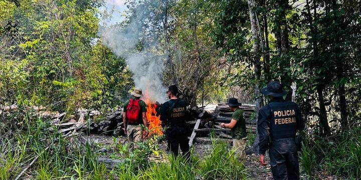 PF, Funai e Ibama desmontam exploração ilegal de madeira na terra indígena de Anambé, em Moju