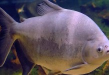 Tambaquis podem deixar de existir devido a agrotóxicos nos rios e mudanças climáticas, diz pesquisa