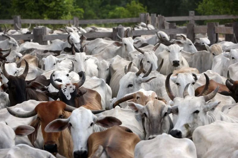 Sefa apreende em Dom Eliseu, 100 cabeças de gado com destino ao Maranhão, avaliadas em R$ 231 mil
