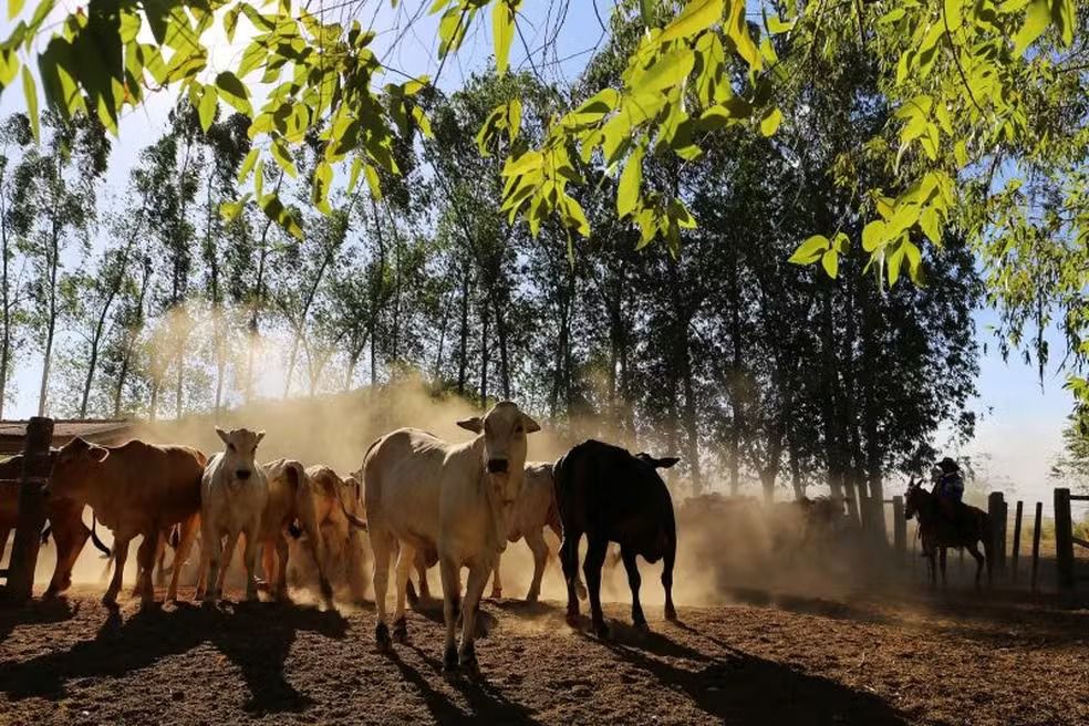 Governo do Pará revoga ‘taxa do agro’ para tentar controlar preço dos alimentos