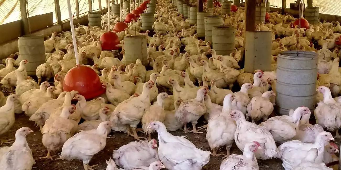 Gripe aviária: há nove investigações de suspeita da doença em andamento
