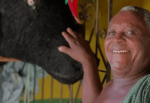 Morre Mestre Damasceno, ícone da cultura do Marajó, aos 71 anos