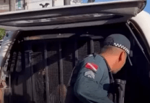 Suspeito de matar e esquartejar jovem, ‘Feijão’ é preso em Santarém