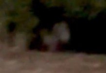 Casal é flagrado no sexo em frente aos transatlânticos da COP30