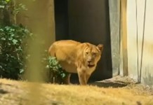 Leoa ‘Leona’ volta ao recinto de zoológico após morte de jovem