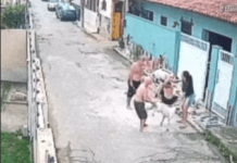 Mulher é atacada por um cachorro enquanto passeava com pet na rua