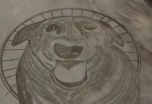 Artista faz homenagem em praia que cão Orelha viveu por 10 anos