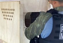 Base fluvial intercepta mais de 140 animais silvestres transportados ilegalmente no Pará