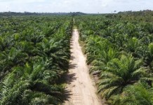 Fazenda Kimura abre vaga de emprego para Trabalhador Rural