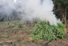 Polícia destrói 30 mil pés de maconha e recupera moto roubada em São Domingos do Capim