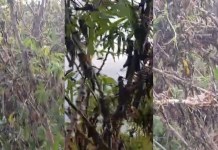 Praga de gafanhotos ameaça lavouras no KM 40, KM 50 e outras comunidades, na zona rural de Moju