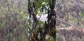 Praga de gafanhotos ameaça lavouras no KM 40, KM 50 e outras comunidades, na zona rural de Moju