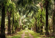 Colombiana Daabon anuncia acordo com Conglomerado Alfa para aquisição das operações da Agropalma no Pará