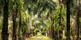 Colombiana Daabon anuncia acordo com Conglomerado Alfa para aquisição das operações da Agropalma no Pará