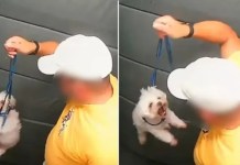 Guarda aposentado agride cachorro dentro de elevador