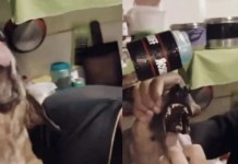 Adolescentes são filmados forçando cachorro a beber álcool em Capanema, no Pará