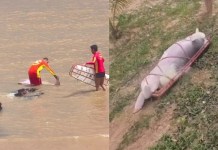 Boto é encontrado morto na Praia do Farol, em Mosqueiro