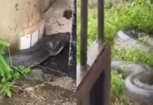 Vídeo: sucuri de grande porte assusta moradores em Barcarena