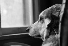 MPF denuncia grupo por produzir e vender vídeos de tortura animal no exterior