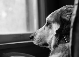 MPF denuncia grupo por produzir e vender vídeos de tortura animal no exterior