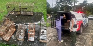 Homem é multado em R$ 3 mil após manter aves silvestres em cativeiro na Grande Belém