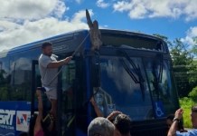Bicho-preguiça cai de árvore e fica preso em letreiro de ônibus do BRT na Grande Belém