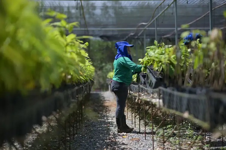 Bioeconomia em áreas degradadas cria produção sustentável no Pará