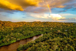 Pará registra redução de 26% na área sob alertas de desmatamento no ano PRODES 2026